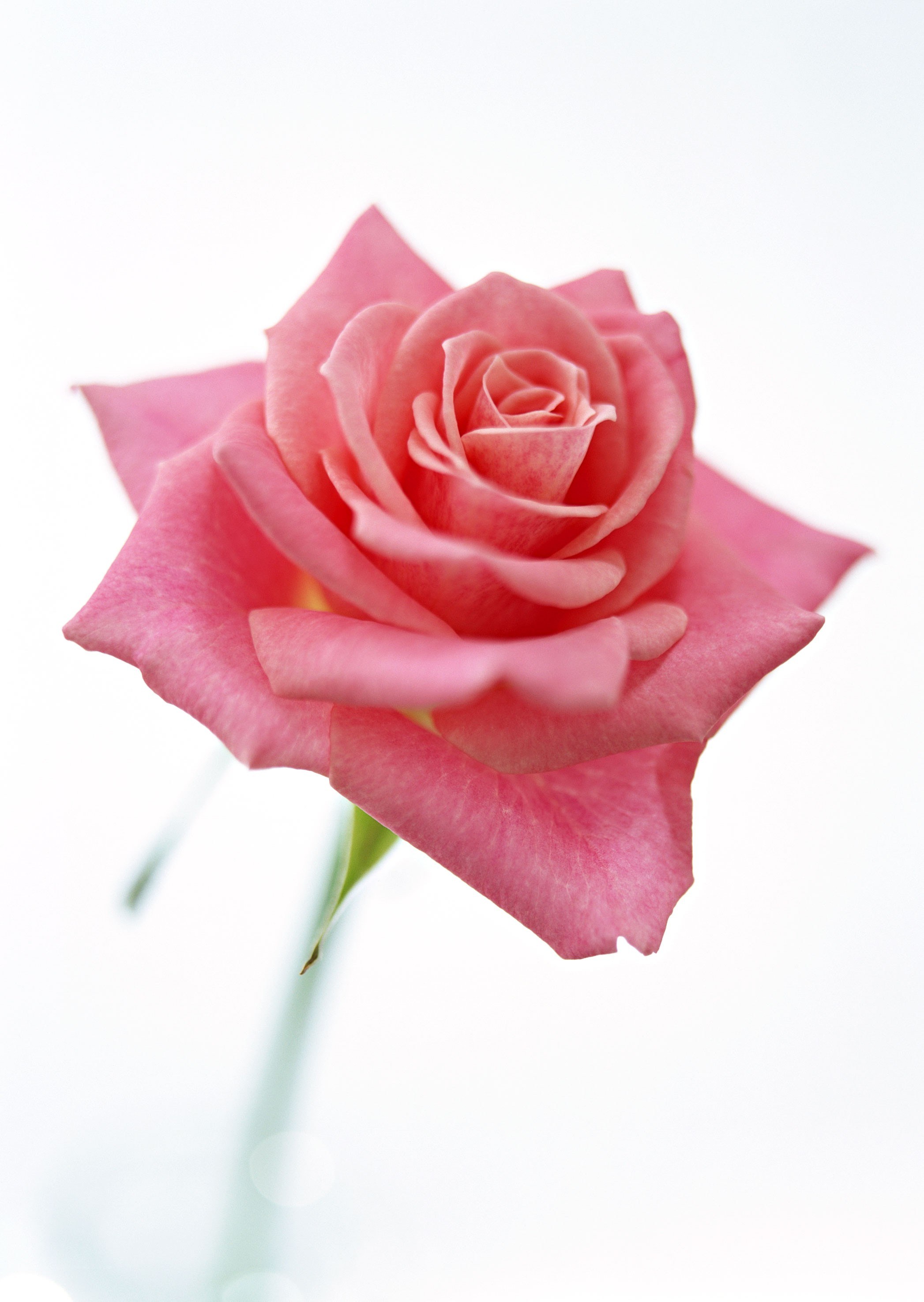 Pink rose in soft light