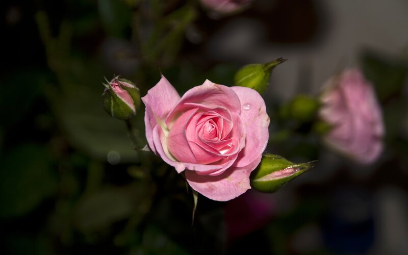 Pink rose in soft light