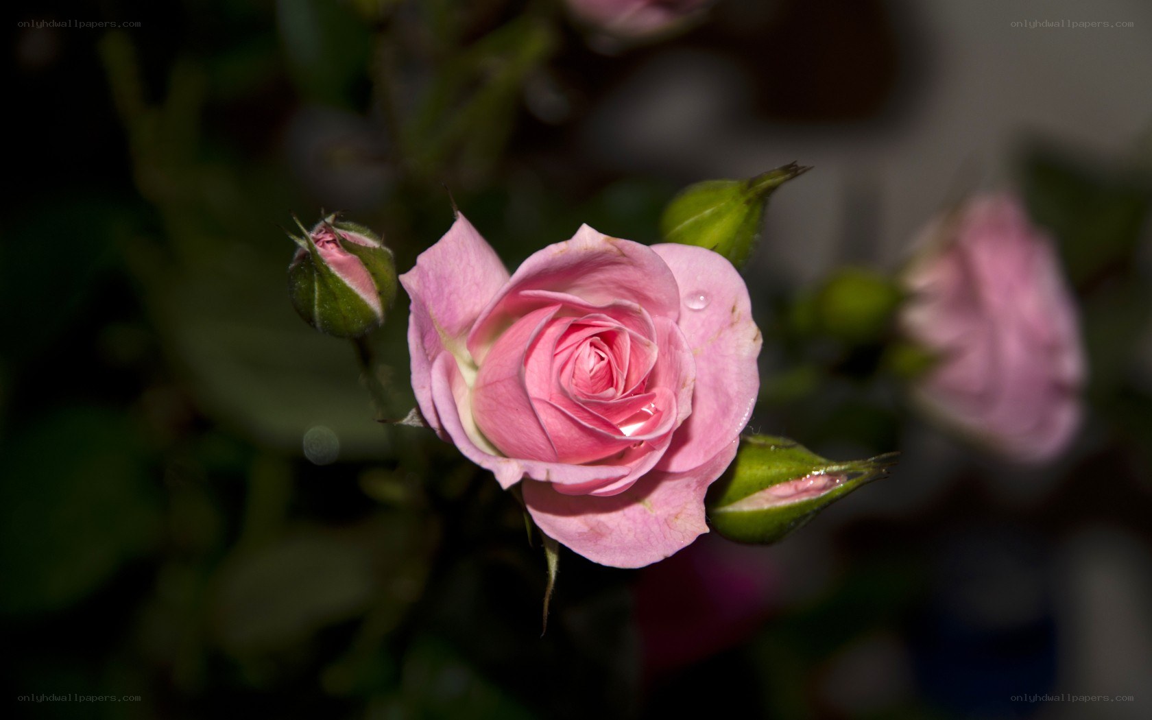 Pink rose in soft light