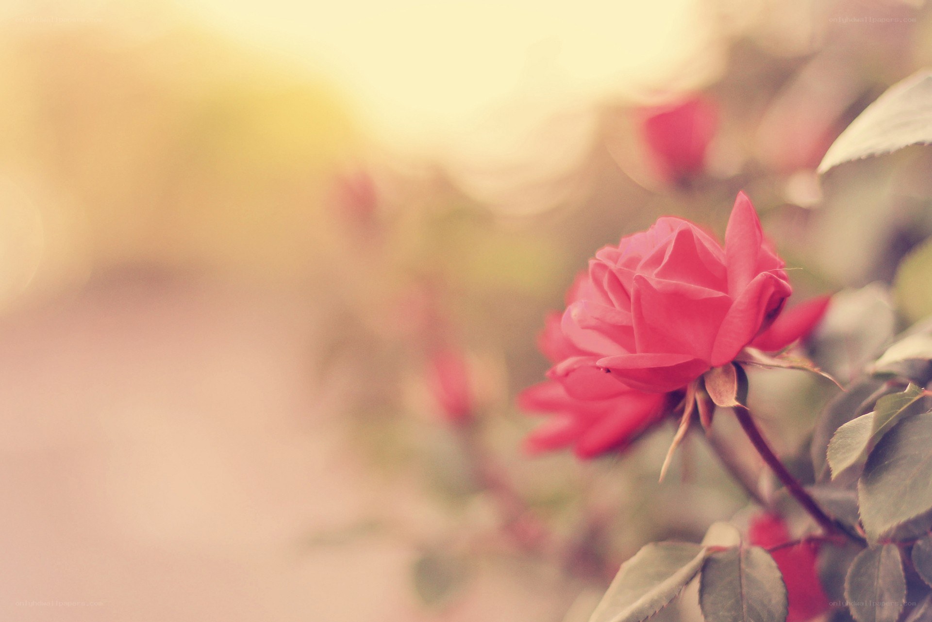 pink rose in soft light