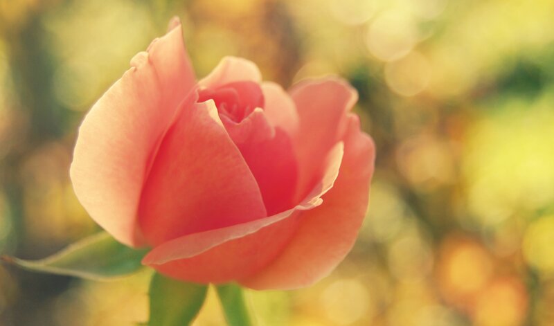 Pink rose in soft light