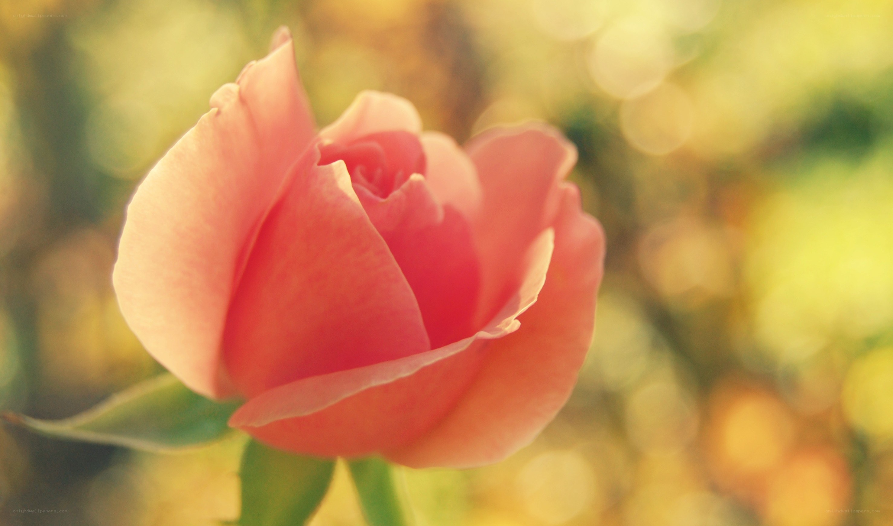 Pink rose in soft light