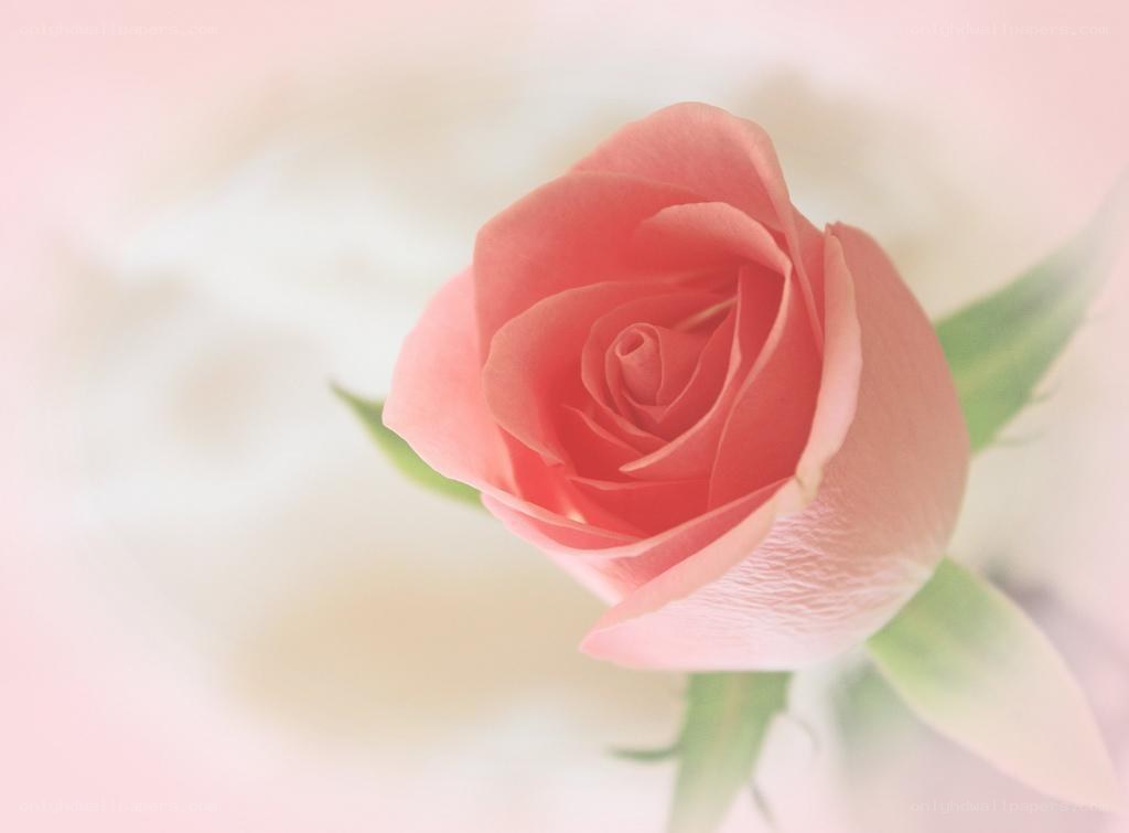 Pink rose in soft light