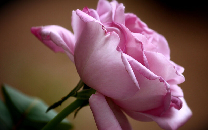 Pink rose in soft light