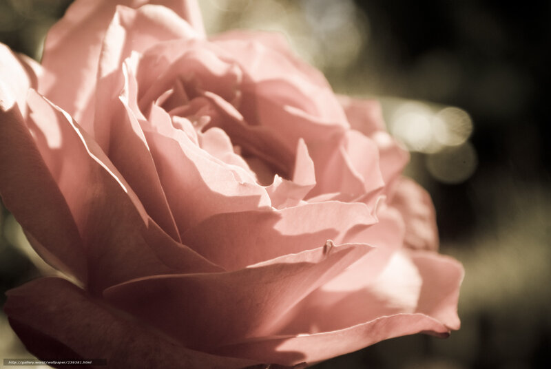 Pink rose in soft light