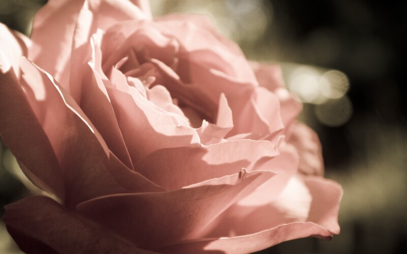 Pink rose in soft light