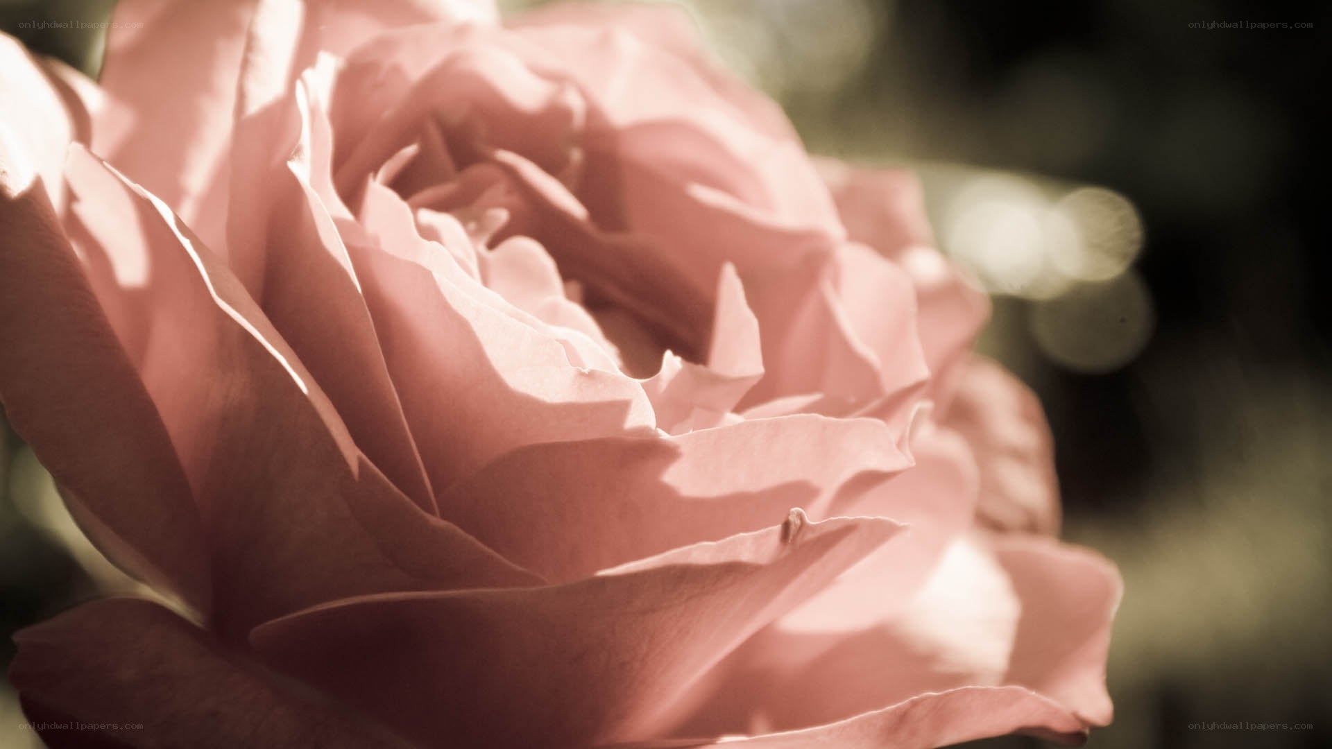 Pink rose in soft light
