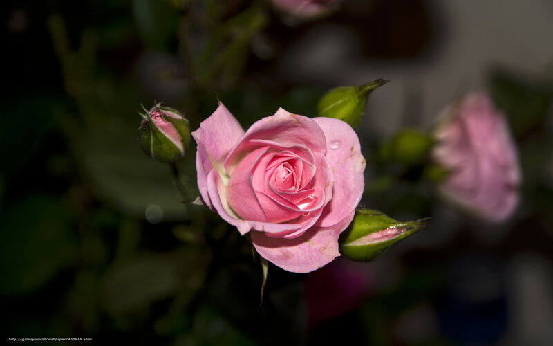 Pink rose in soft light