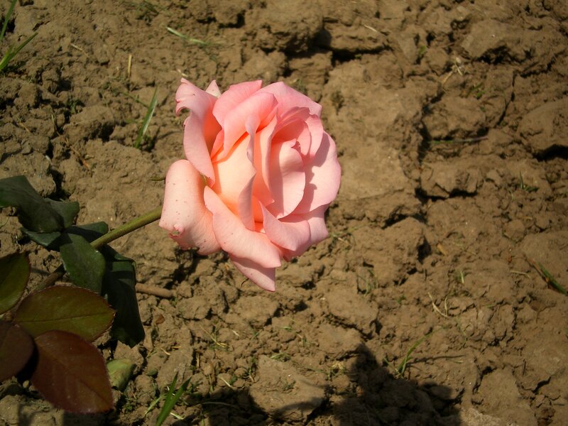 Pink Rose in Soil