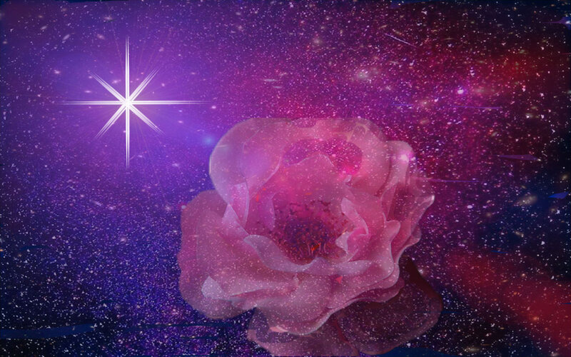 Pink Rose in Space