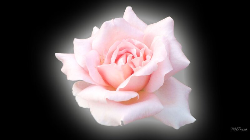 Pink rose in spotlight
