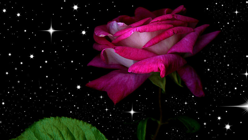 Pink Rose in Starry Sky