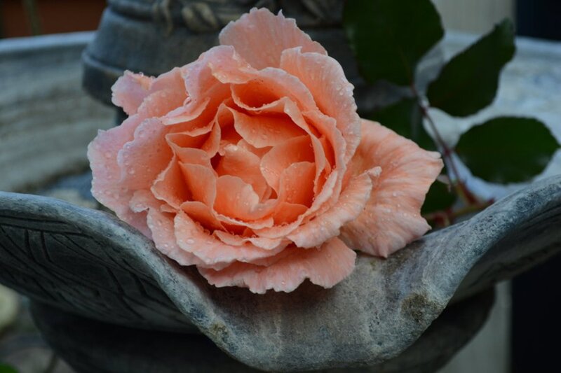 Pink Rose in Stone Bowl