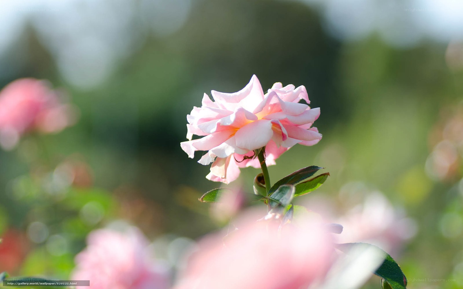 Pink rose in sunlight