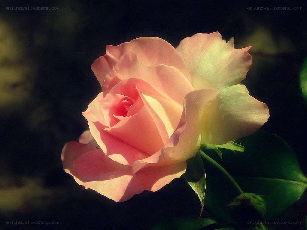 Pink rose in sunlight
