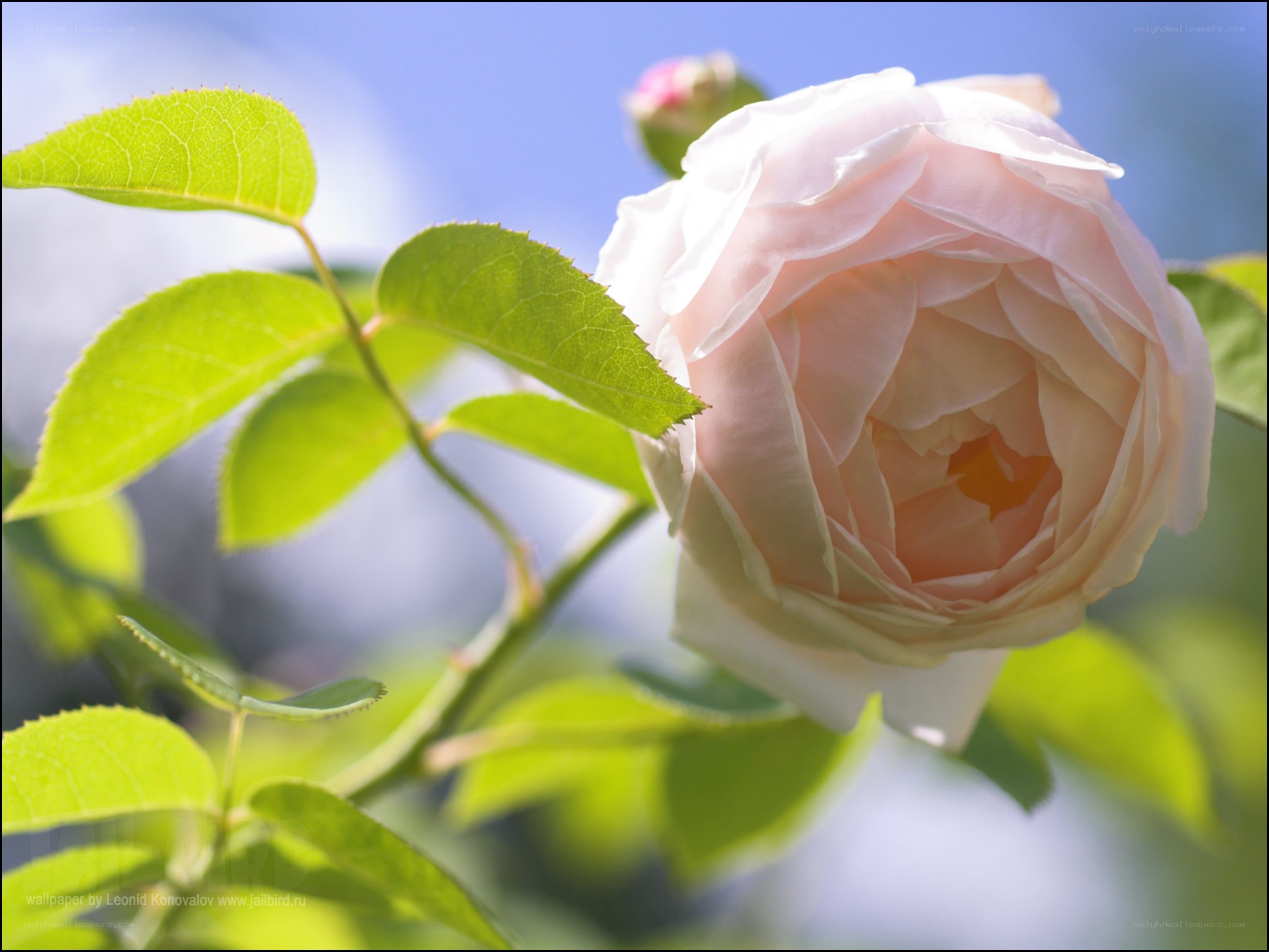 Pink rose in sunlight