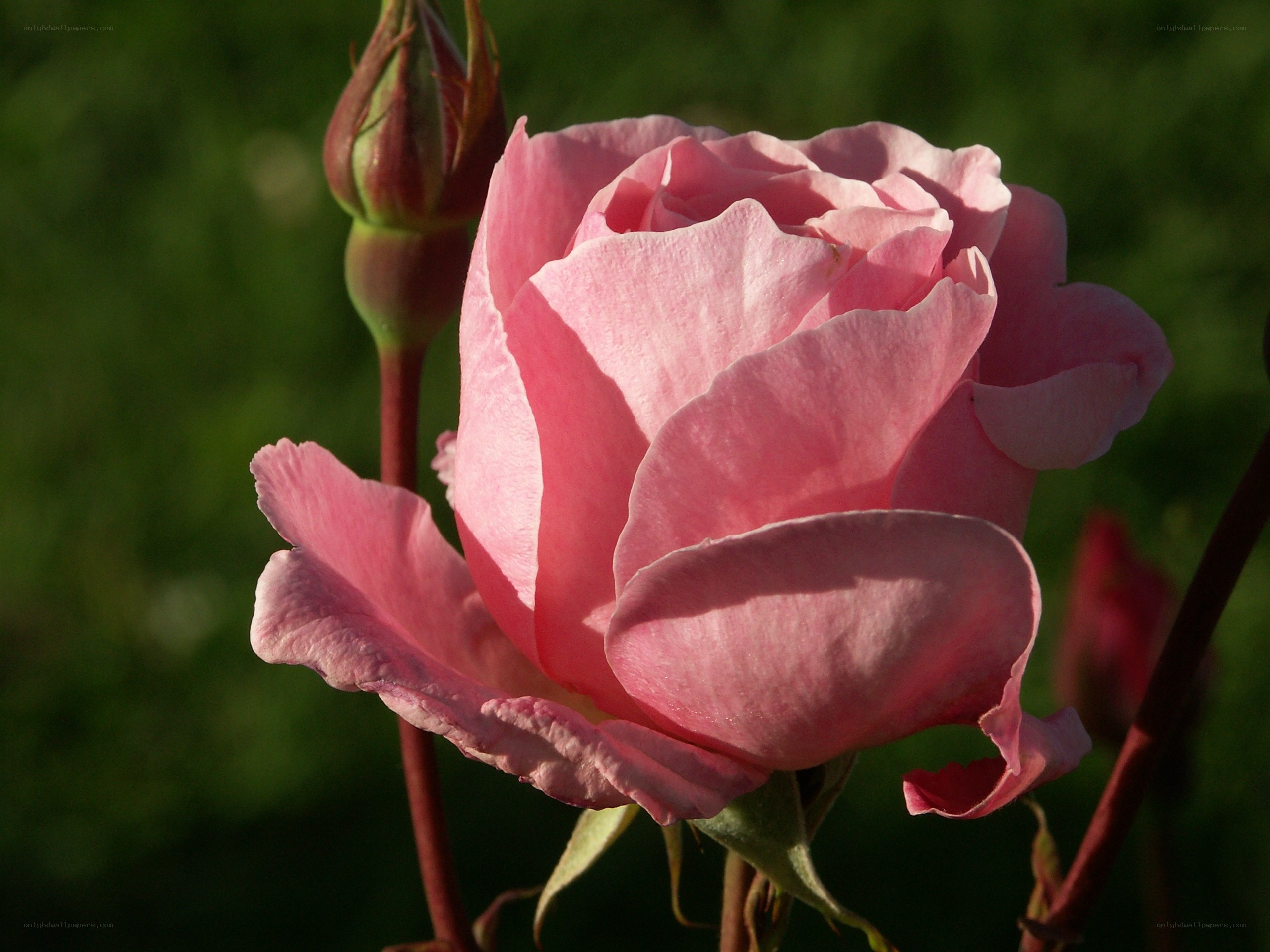 Pink rose in sunlight