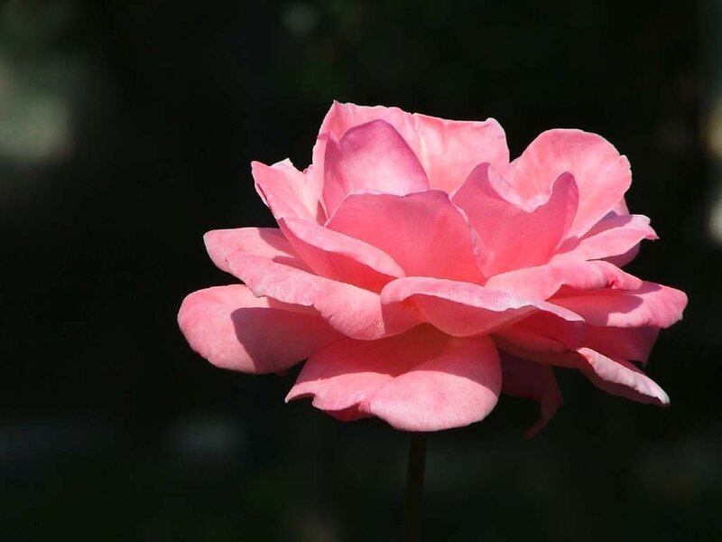 Pink rose in sunlight