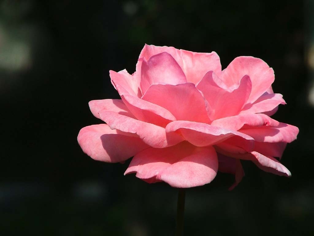 Pink rose in sunlight