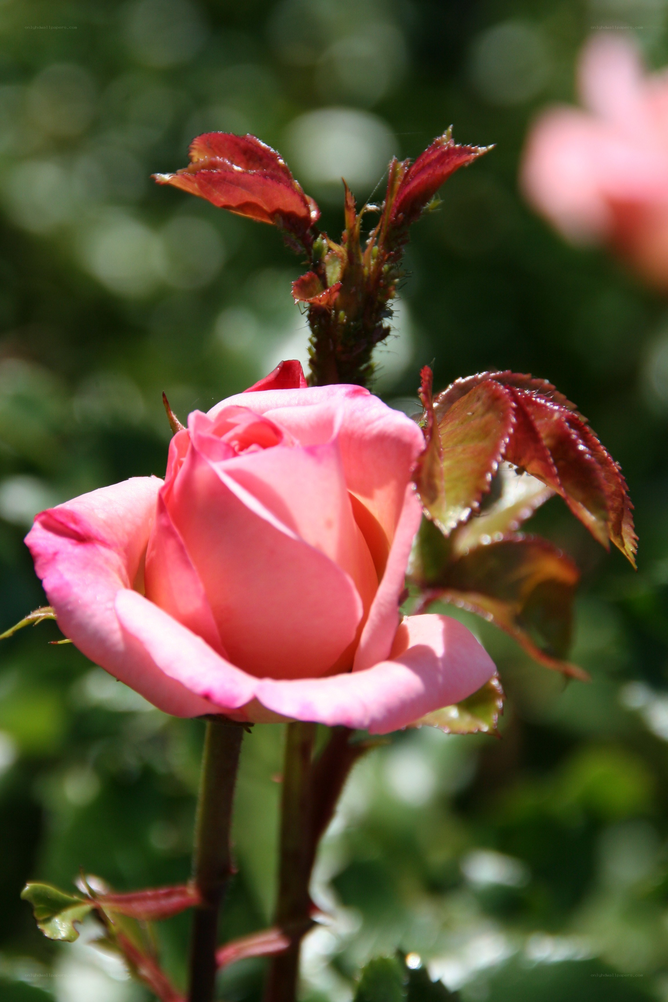 Pink rose in sunlight