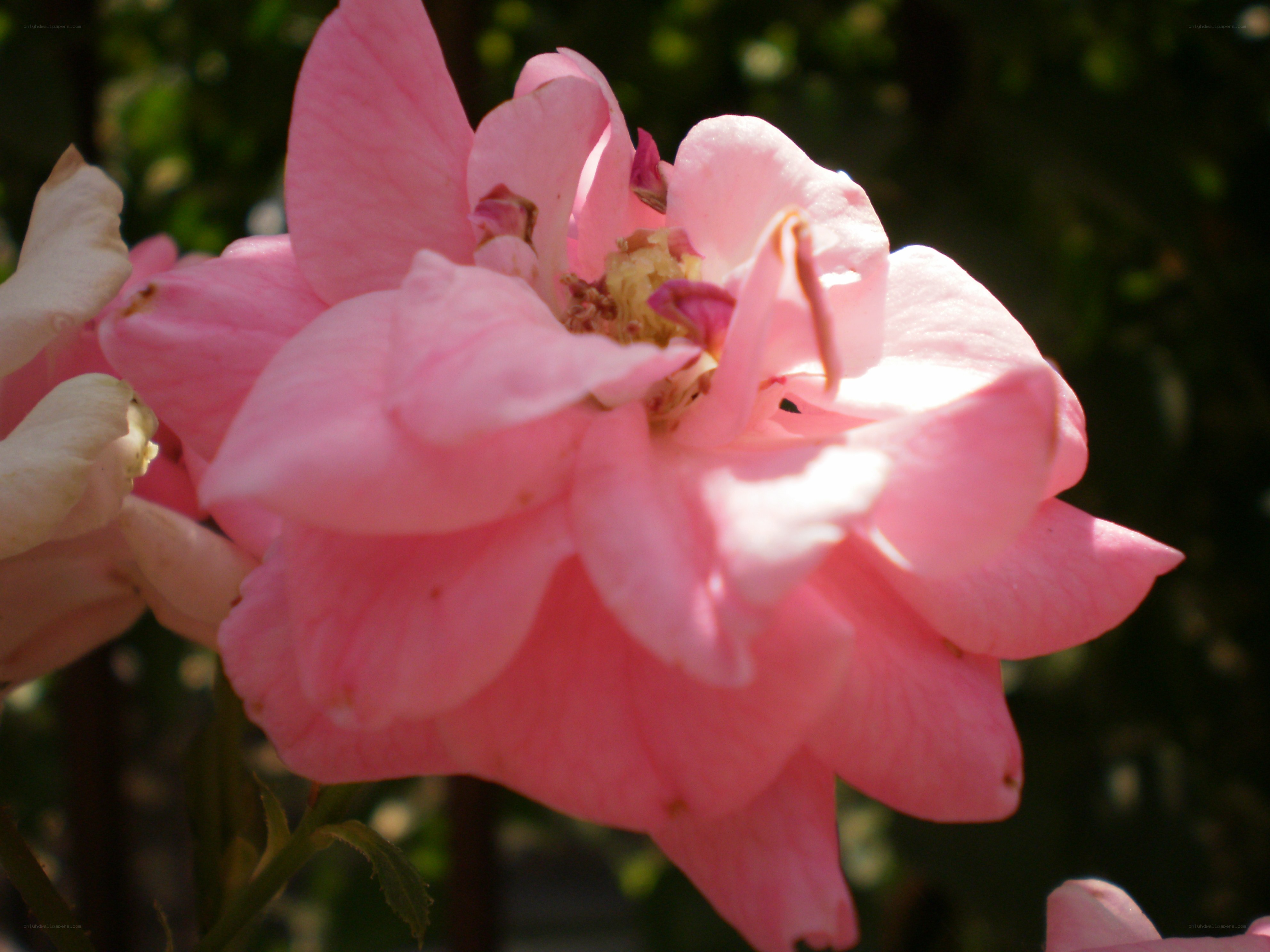 Pink rose in sunlight