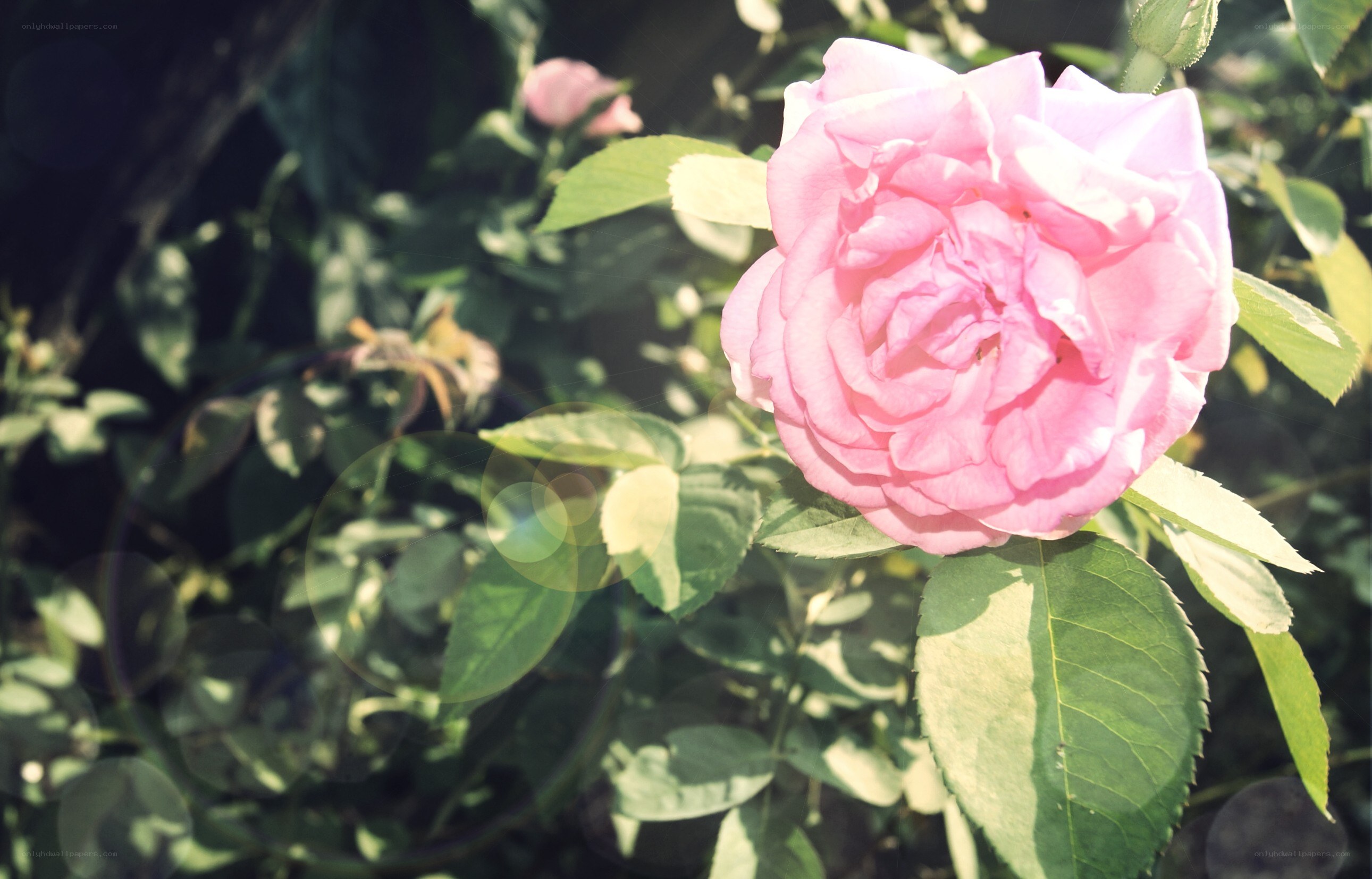 Pink rose in sunlight