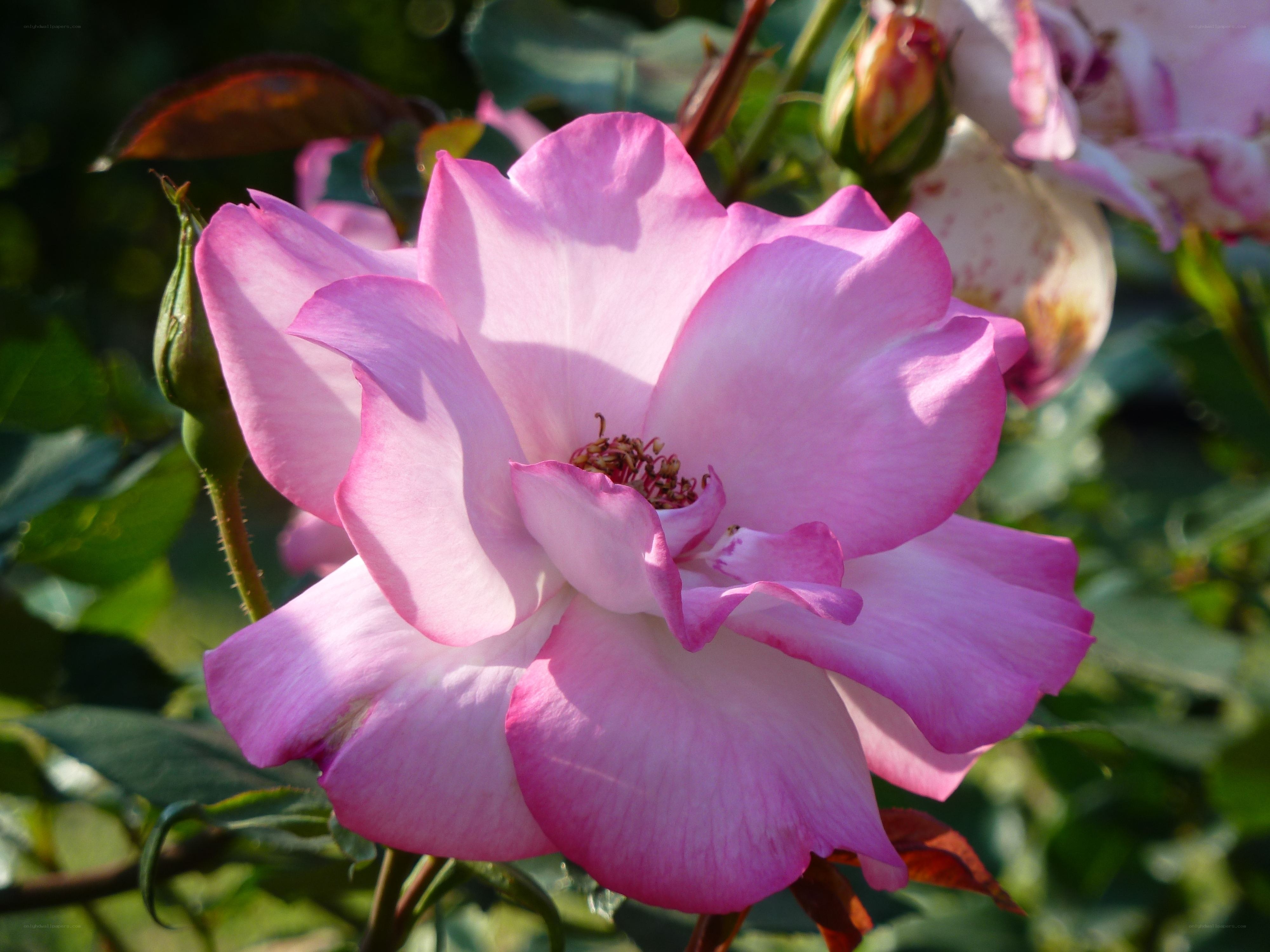 Pink rose in sunlight