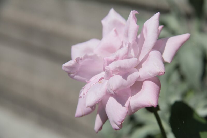 Pink rose in sunlight