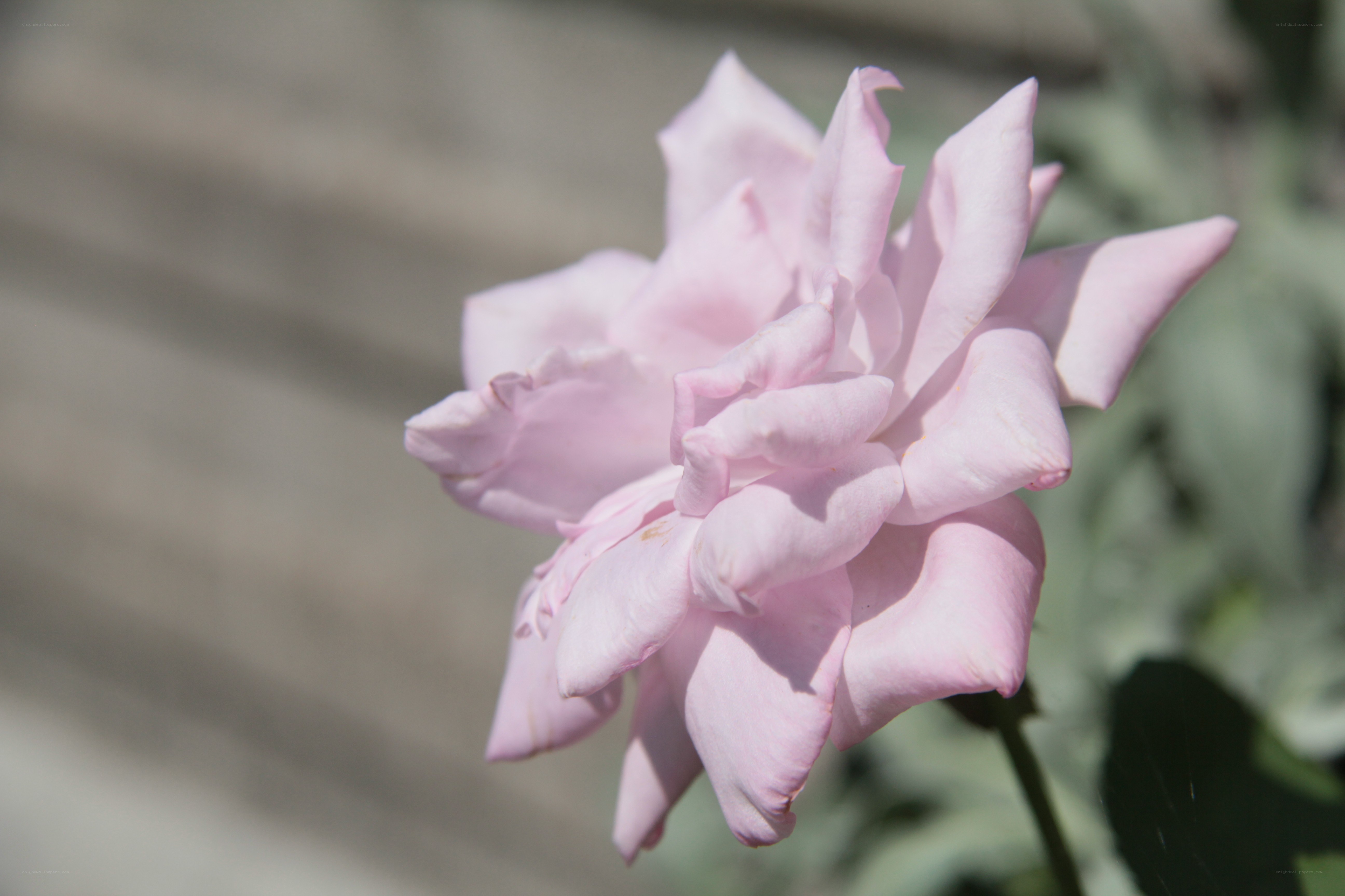 Pink rose in sunlight