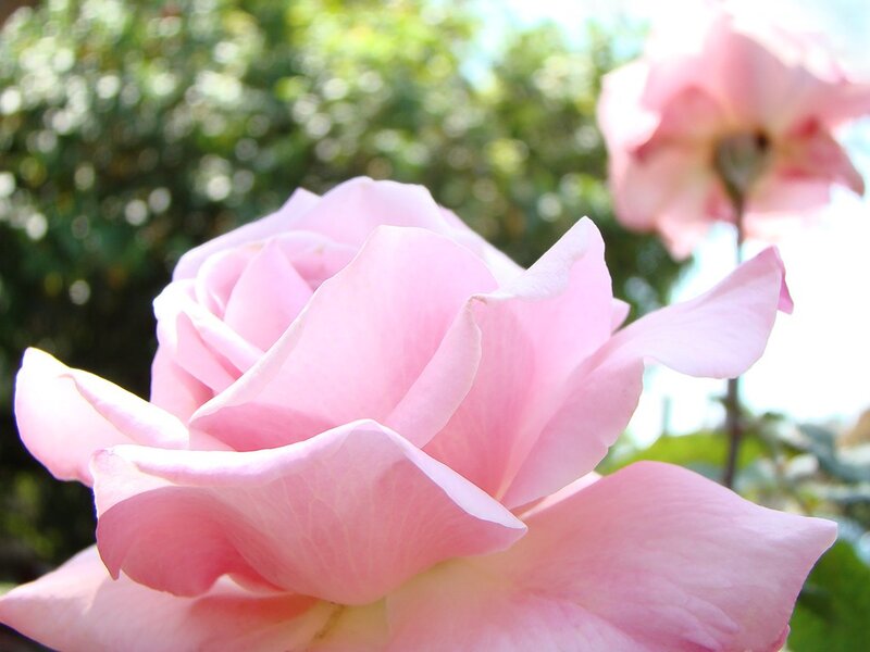 Pink rose in sunlight