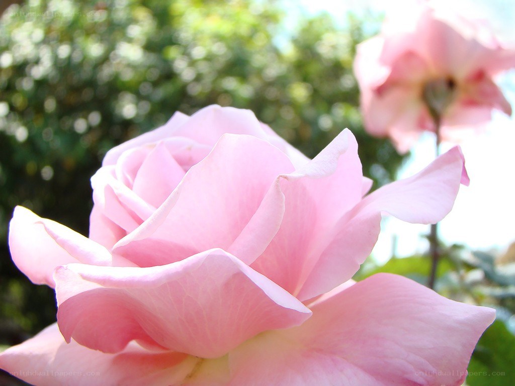 Pink rose in sunlight