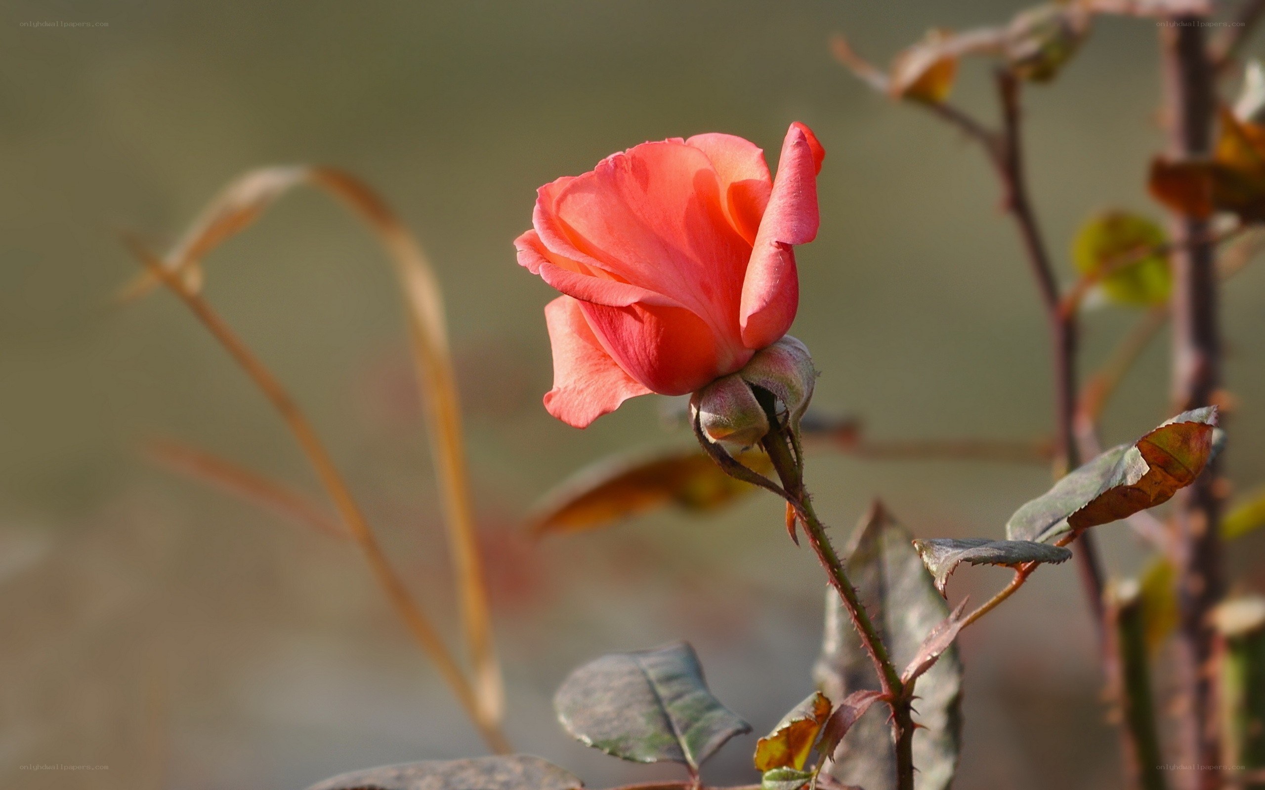 Pink rose in sunlight