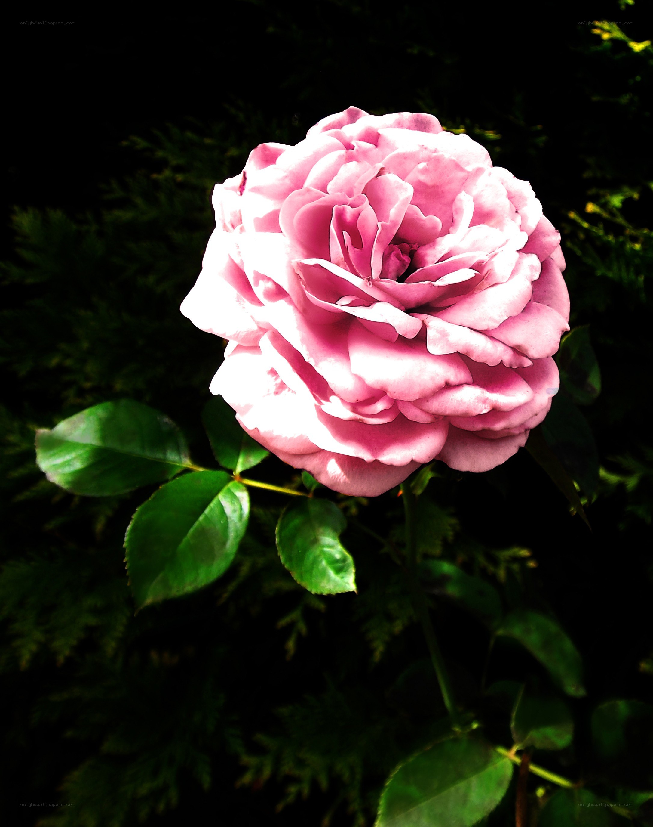 Pink rose in sunlight