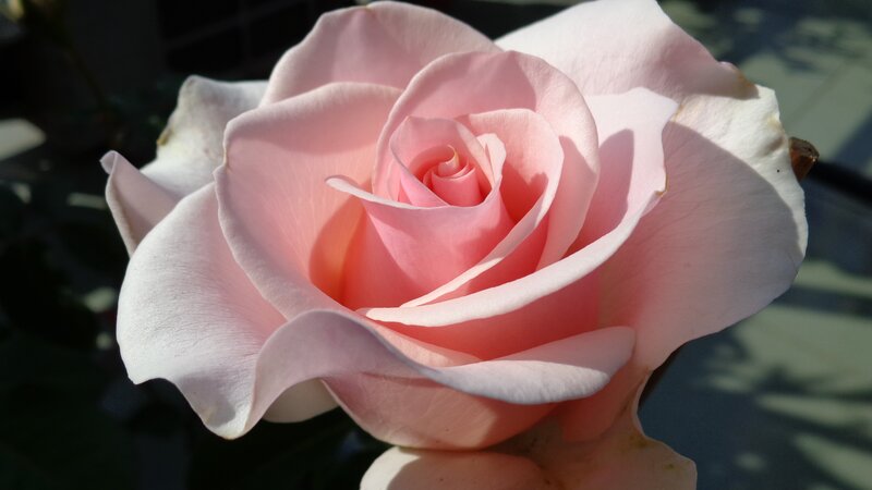 Pink rose in sunlight