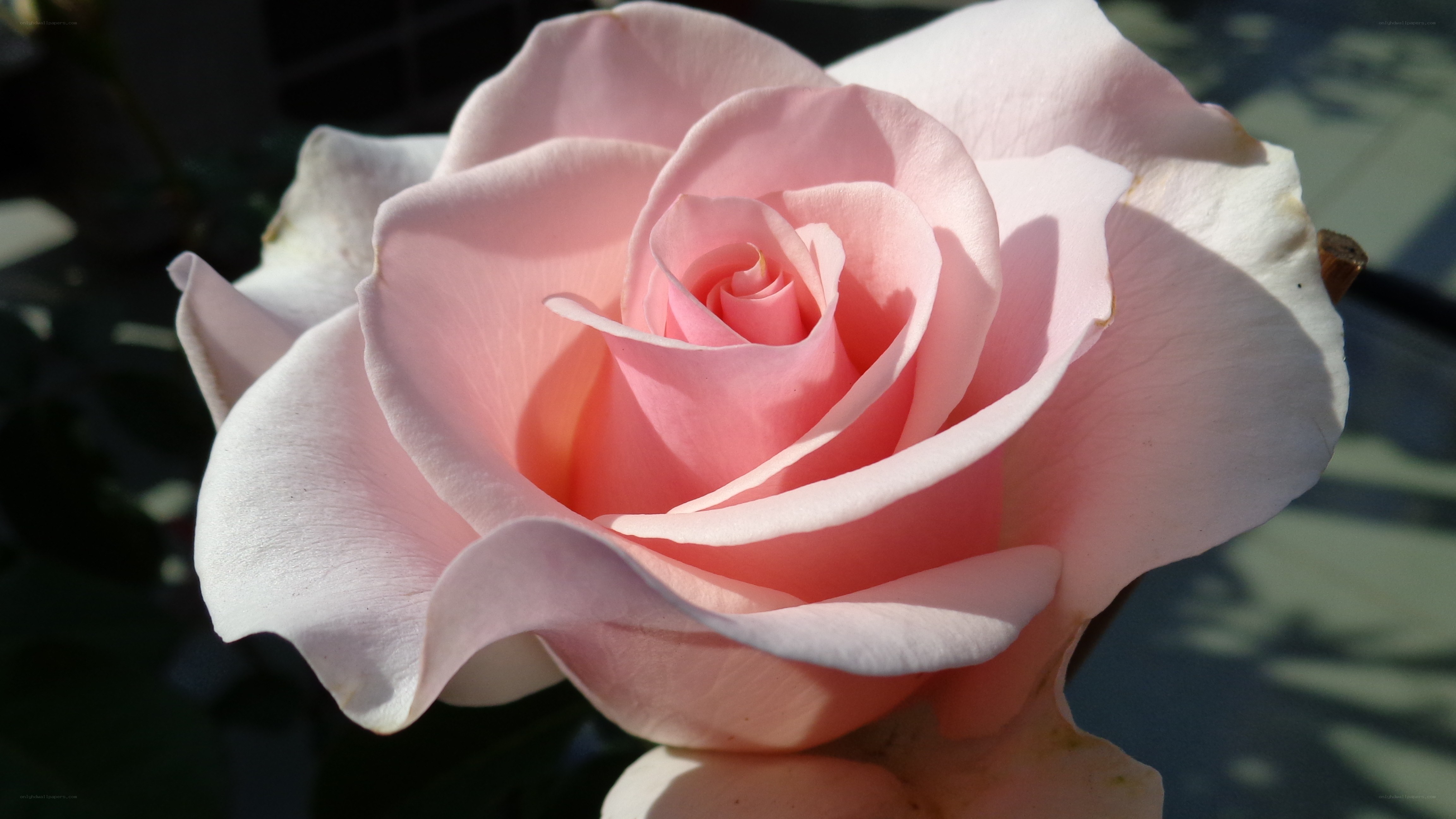 Pink rose in sunlight