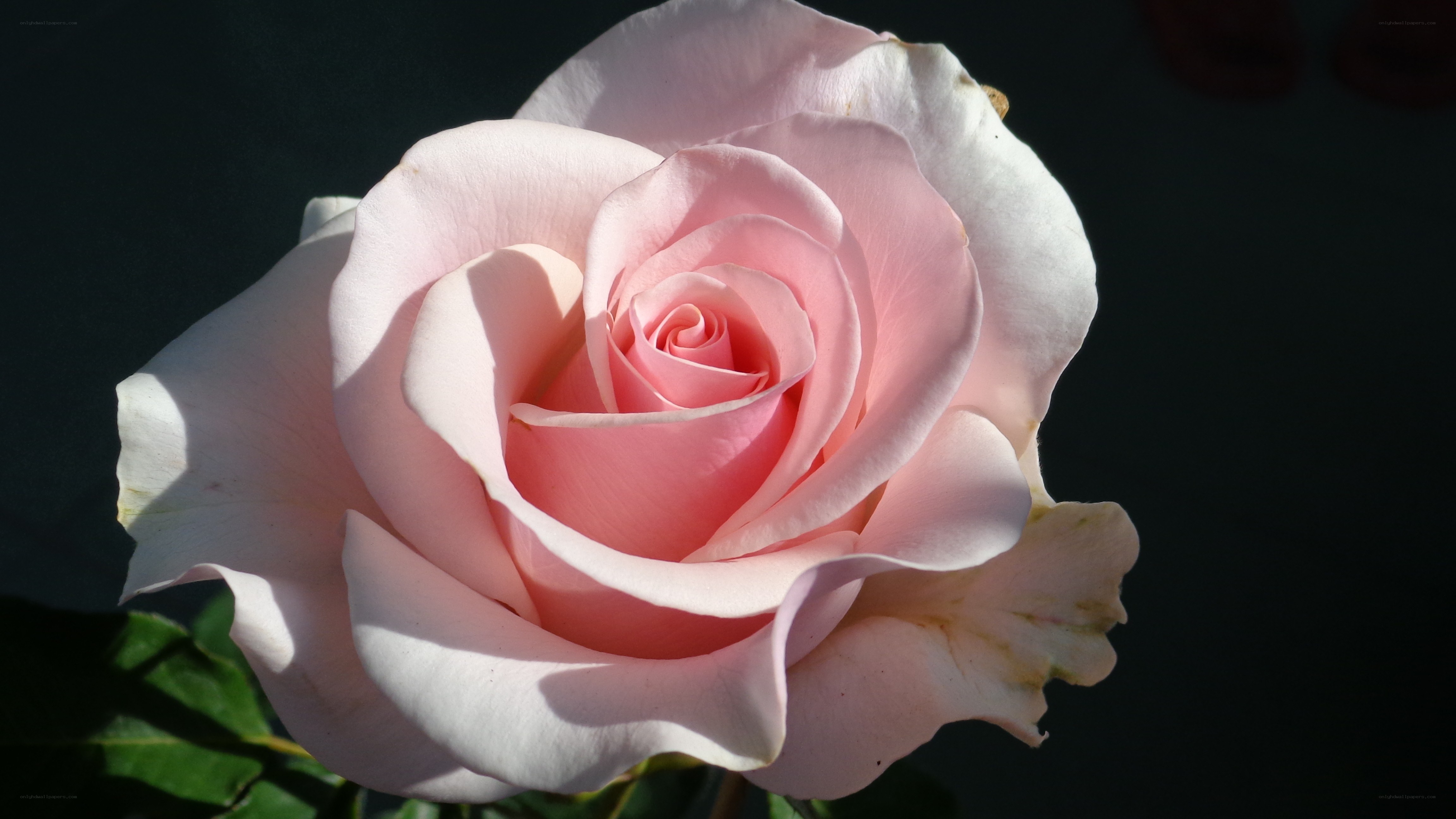 Pink rose in sunlight