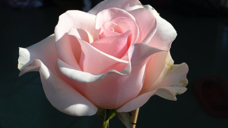 Pink rose in sunlight