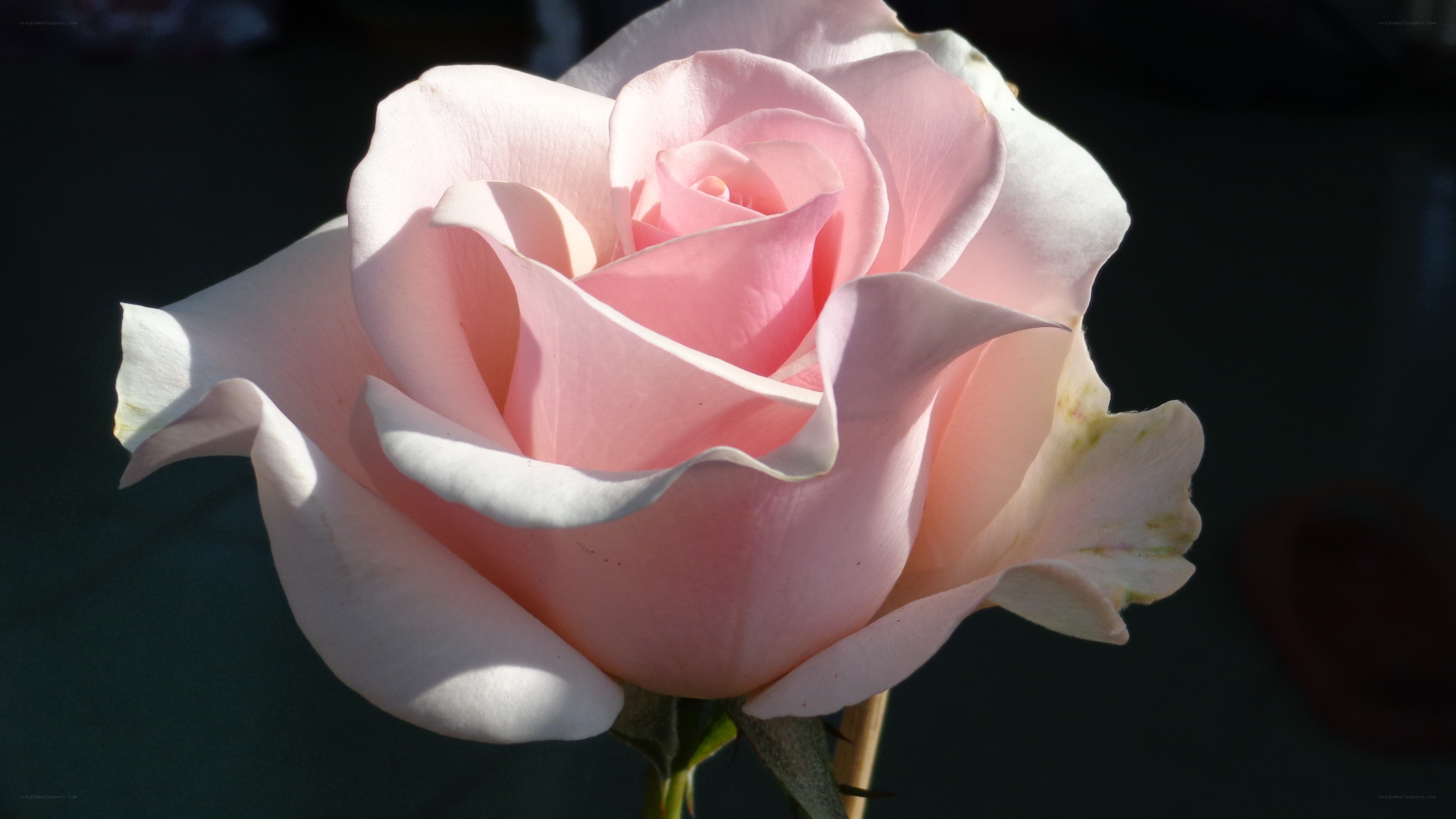 Pink rose in sunlight