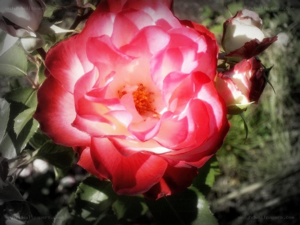 Pink rose in sunlight