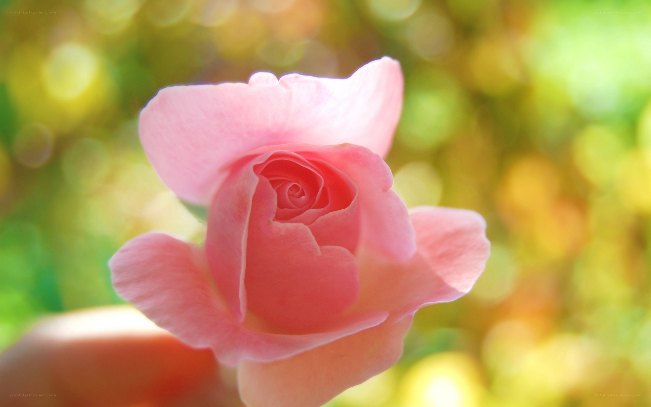 pink rose in sunlight