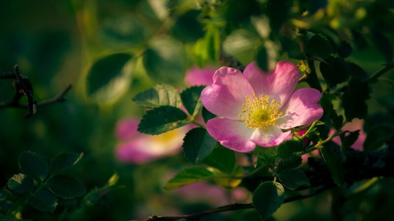 Pink rose in sunlight