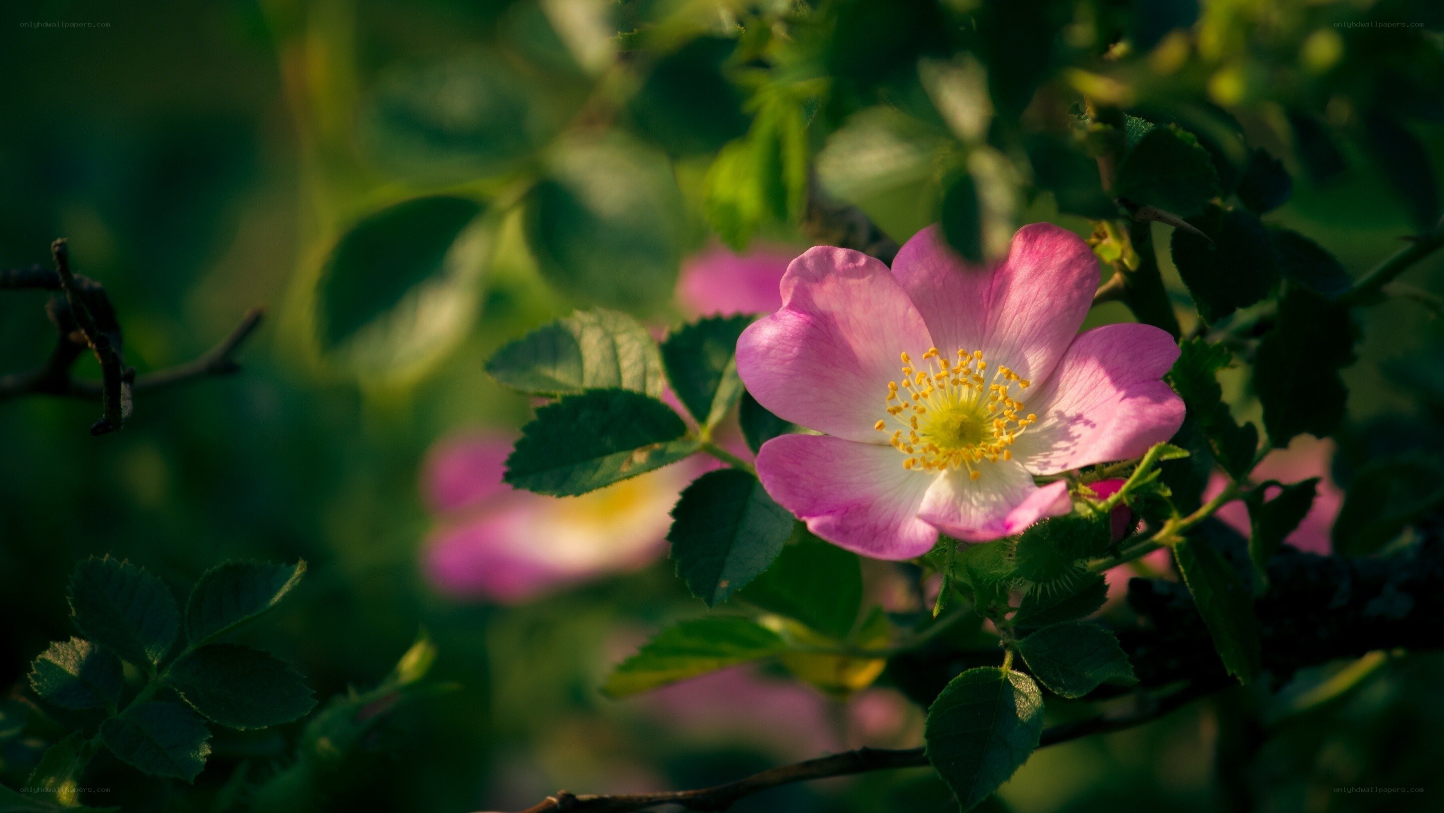 Pink rose in sunlight