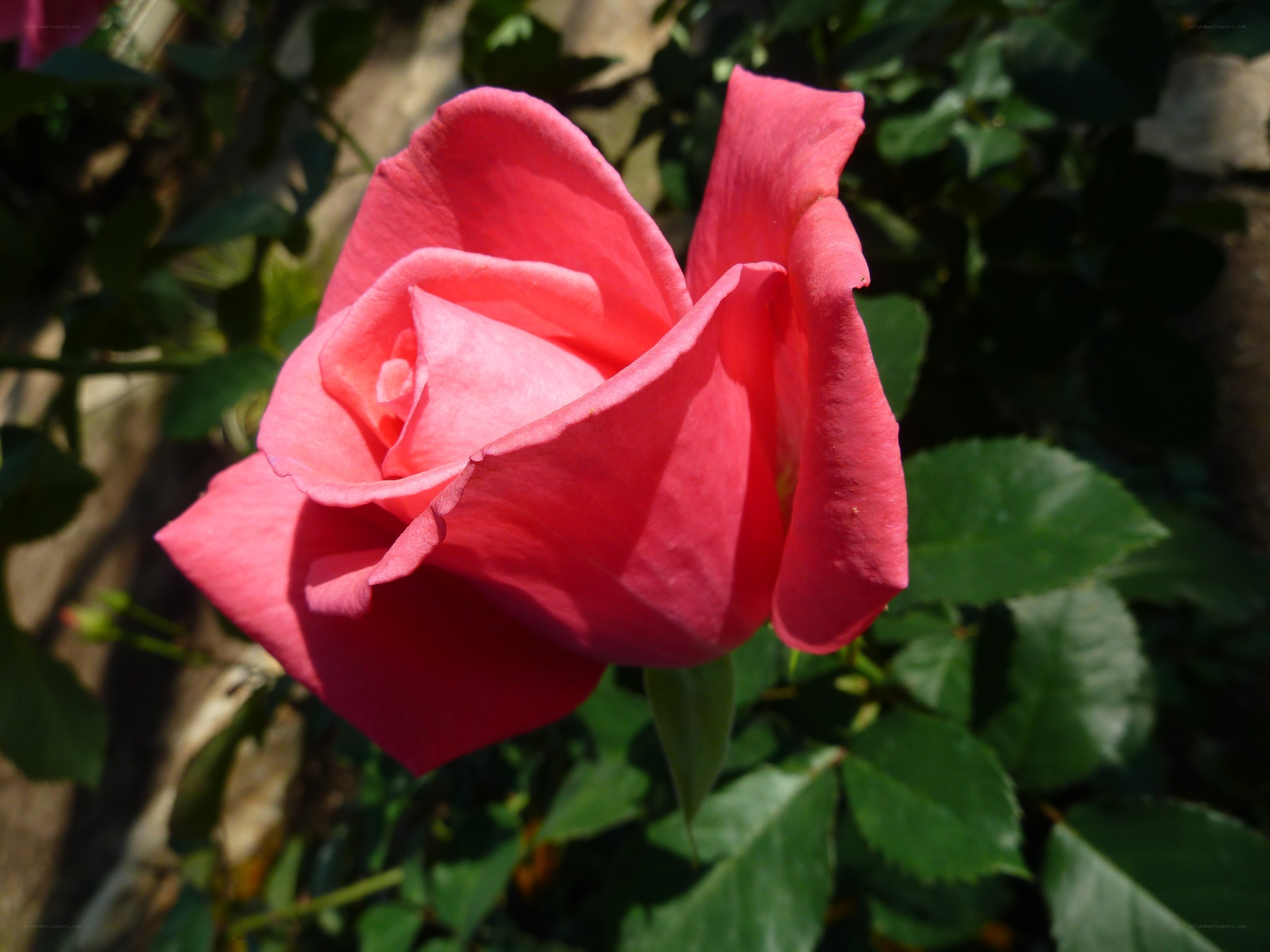 Pink rose in sunlight