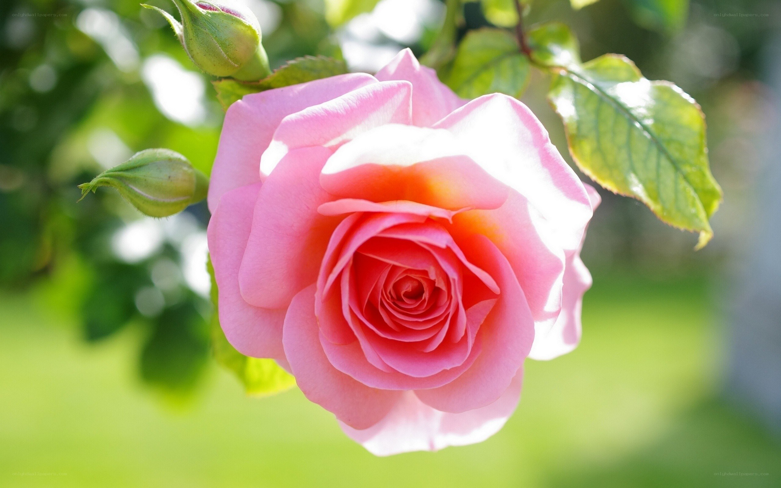 Pink rose in sunlight