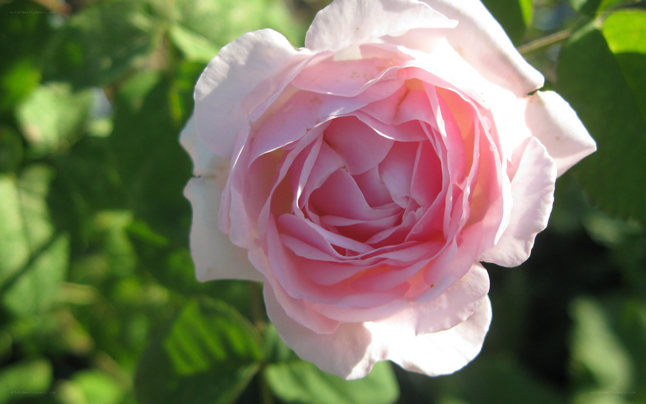 Pink rose in sunlight