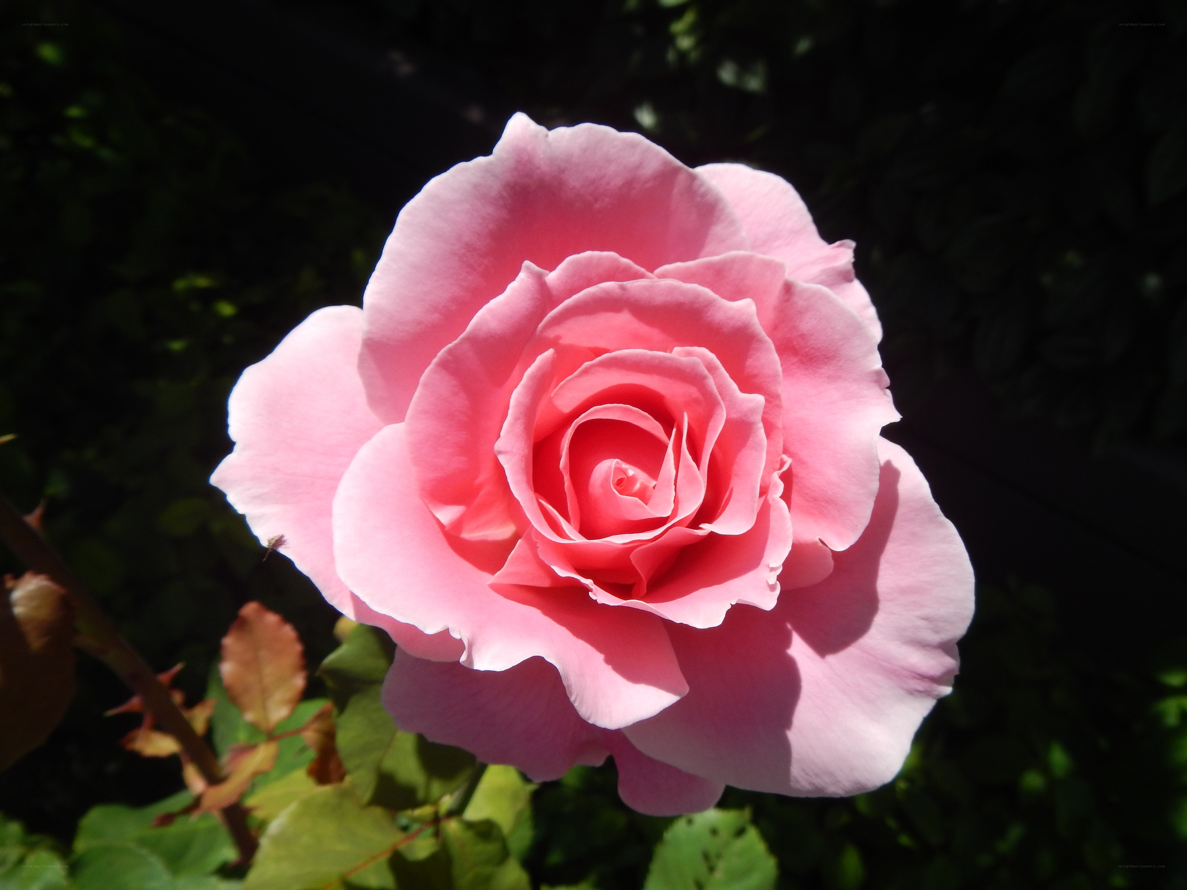 Pink rose in sunlight