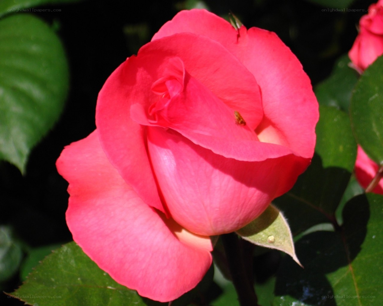 Pink rose in sunlight