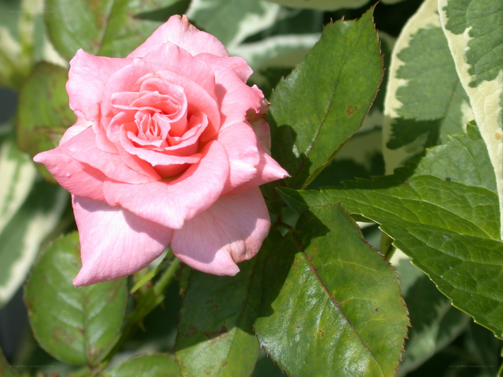 Pink rose in sunlight