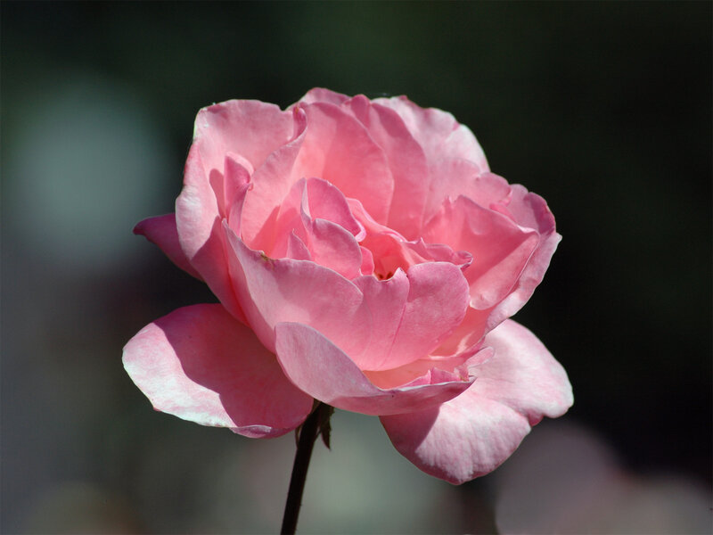 Pink rose in sunlight