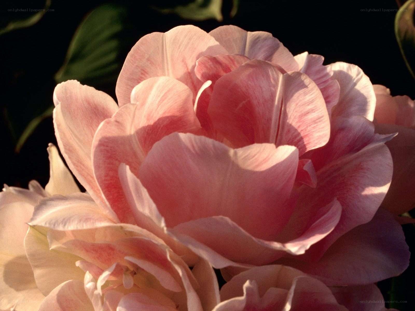 Pink rose in sunlight